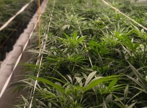 CANNABIS_31052025_02