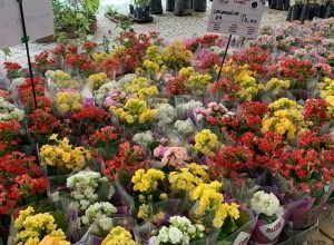 FLORESDEHOLAMBRA_02122024_03